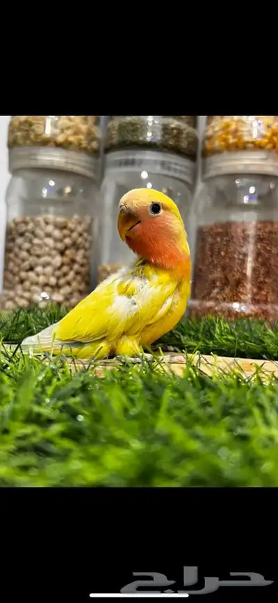 زوج روز منتج بتحليله 9
