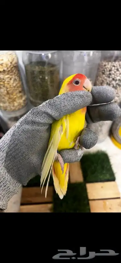 زوج روز منتج بتحليله 7