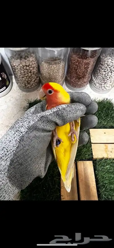 زوج روز منتج بتحليله 8