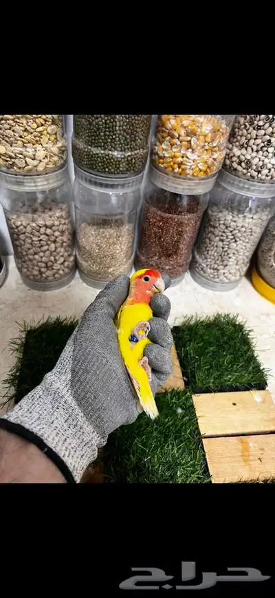 زوج روز منتج بتحليله 0