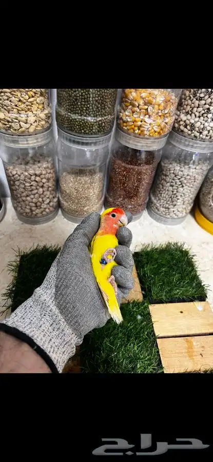 زوج روز منتج بتحليله 0