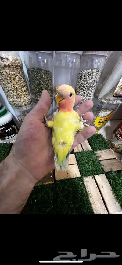 زوج روز منتج بتحليله 10