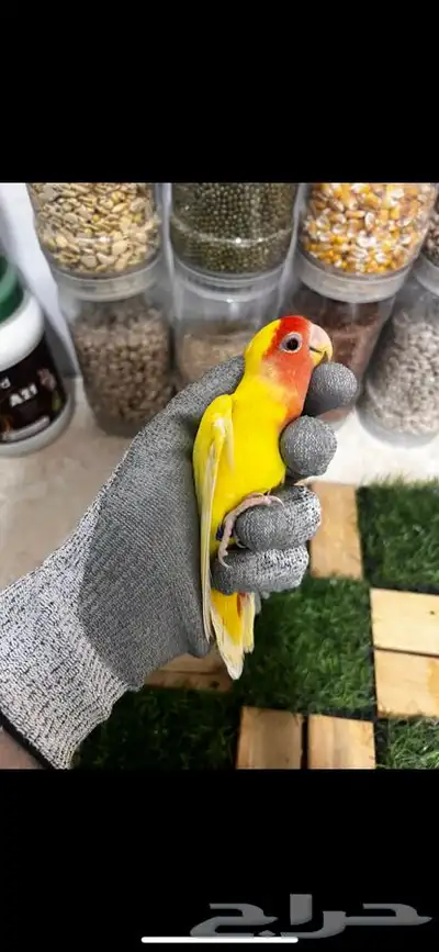 زوج روز منتج بتحليله 6