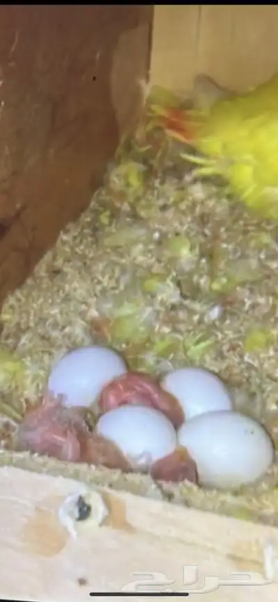 زوج روز منتج بتحليله 12
