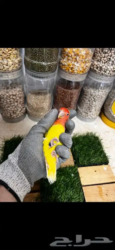 زوج روز منتج بتحليله 1