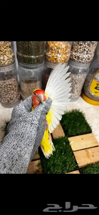 زوج روز منتج بتحليله 2