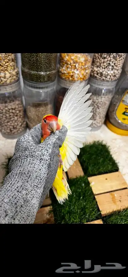 زوج روز منتج بتحليله 2
