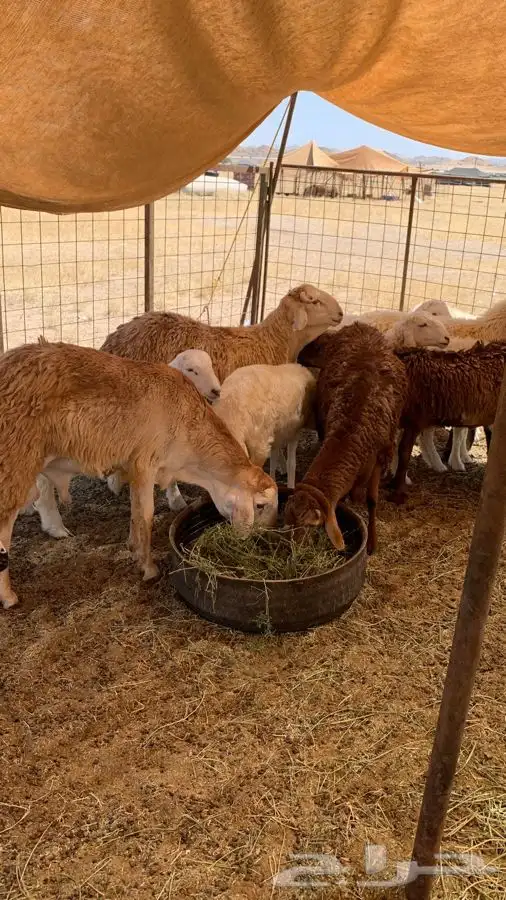 ذبيحتك لباب بيتك تيوس طليان حري وسواكني تربية 26