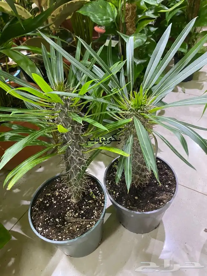 اشجار داخلية للبيع 50