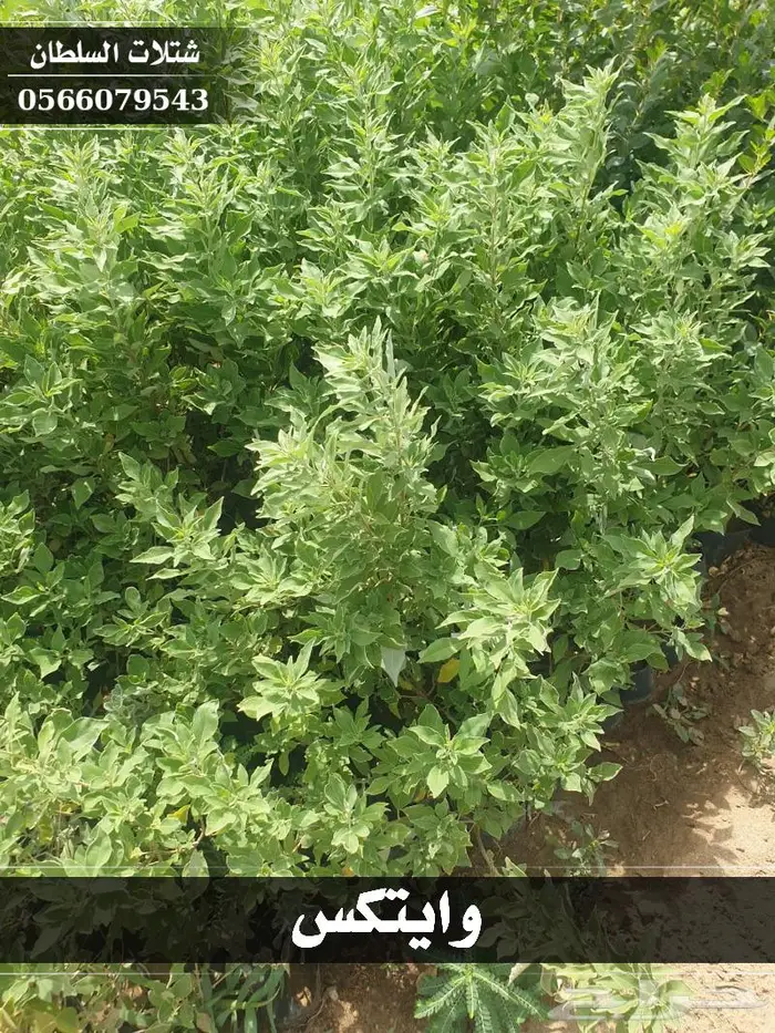 شتلات السلطان 22