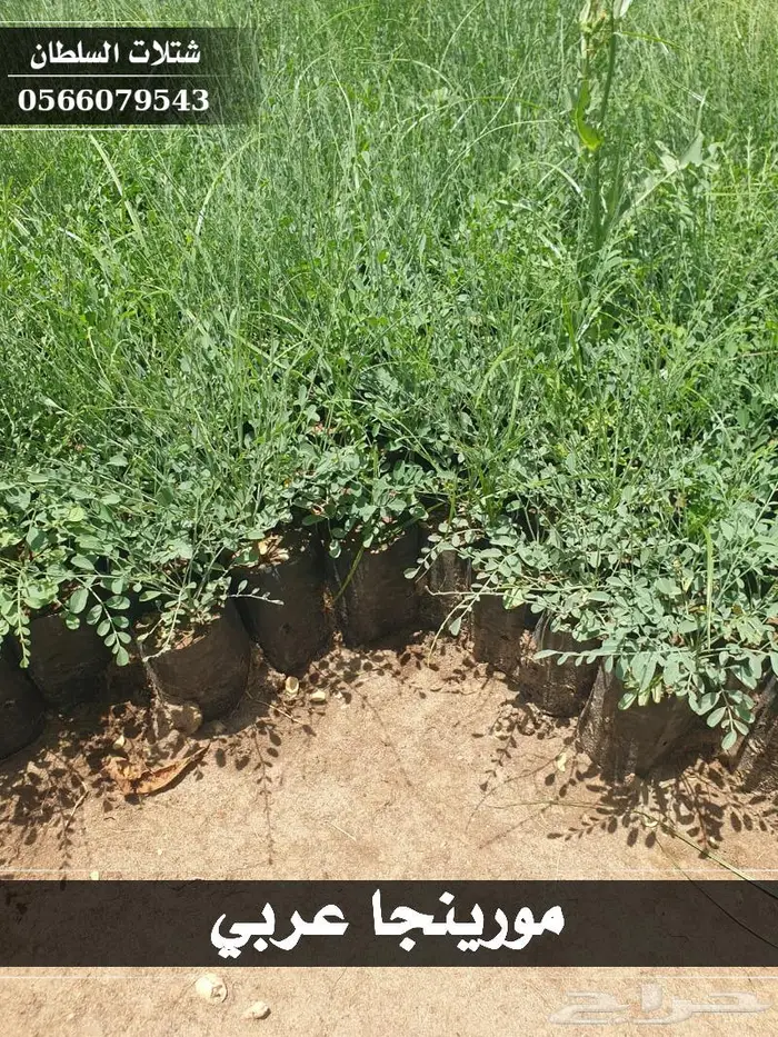 شتلات السلطان 17