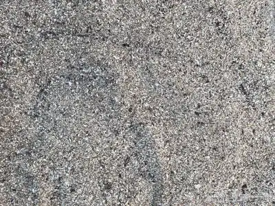 اصداف و قواقع بحرية طبيعية 4