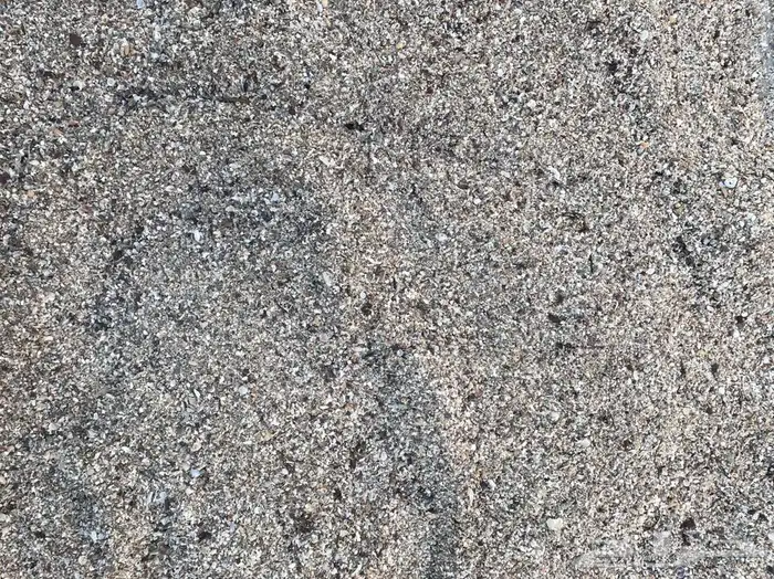 اصداف و قواقع بحرية طبيعية 4