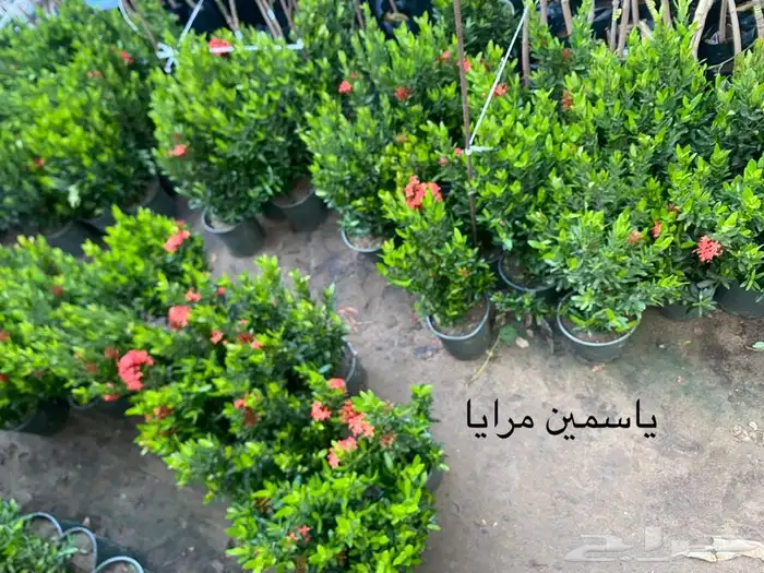 شتلة ياسمين للبيع 7