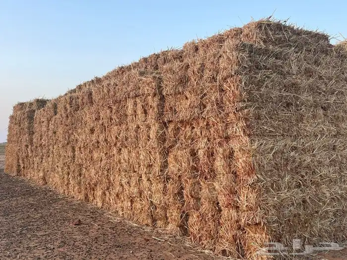 ذره جزانيه ناعمه 6