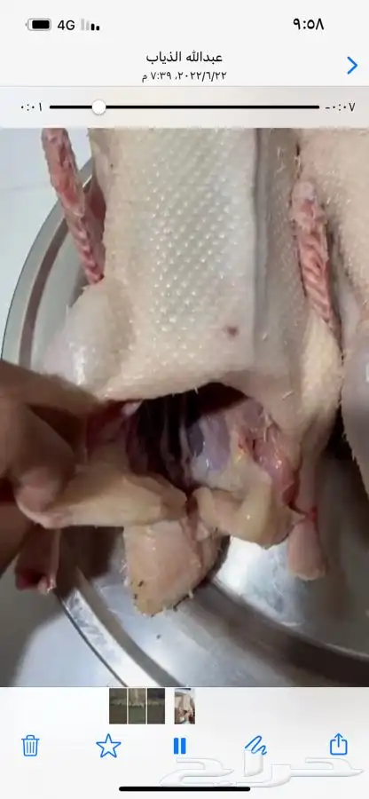 للبيع بط بكيني 3