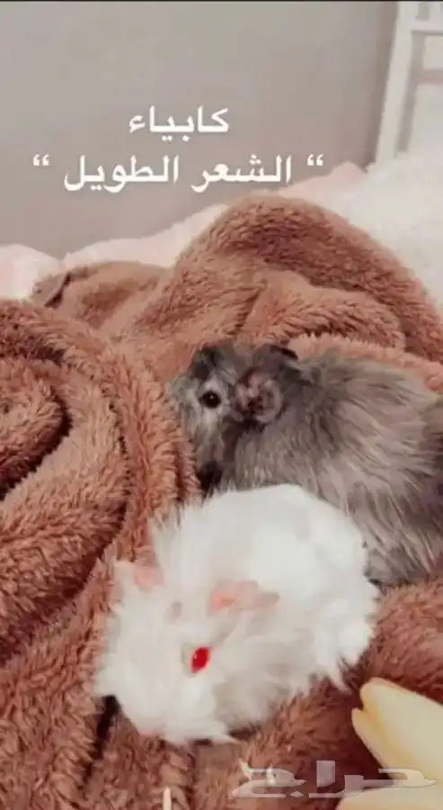 كابياء متوفر تمارا 3