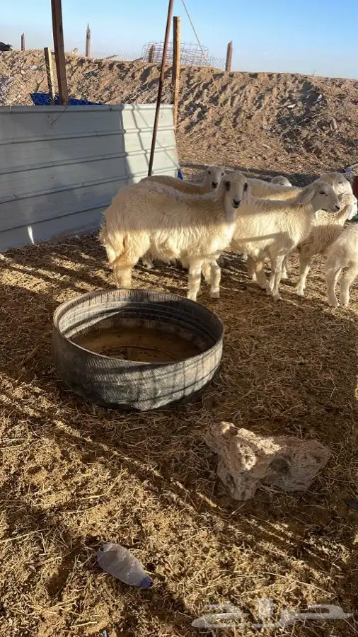 طليان وذبائح حريه طيبه و نظيفه ونضمن لك ذبيحتك 8