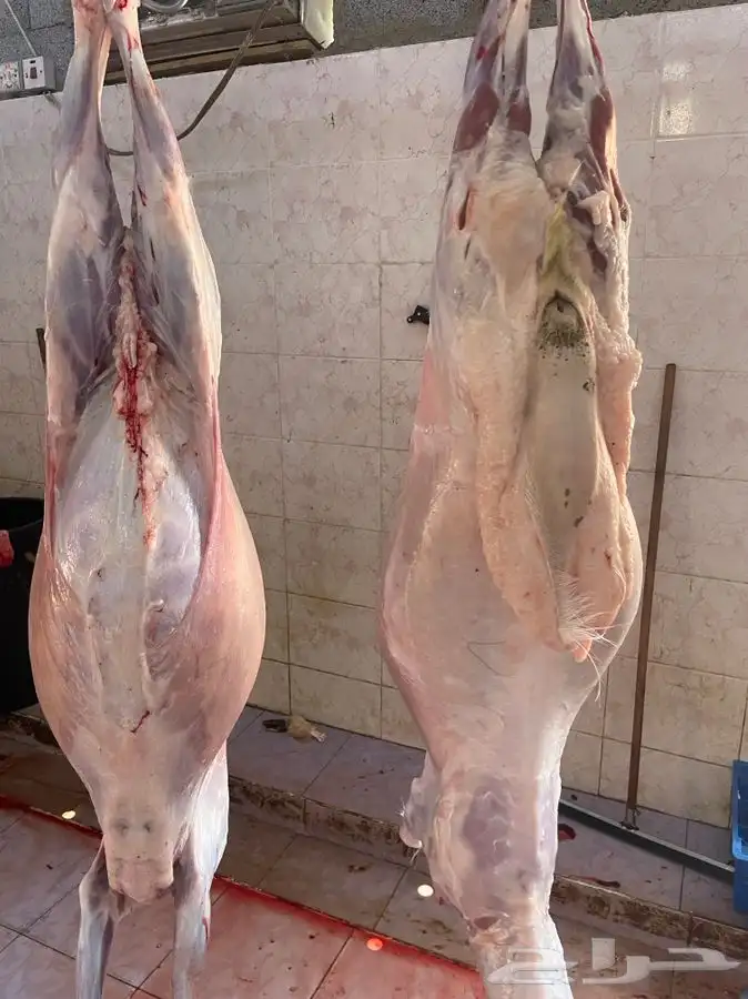 طليان طيب ونظيفه جدا مع الذبح والتوصيل 5