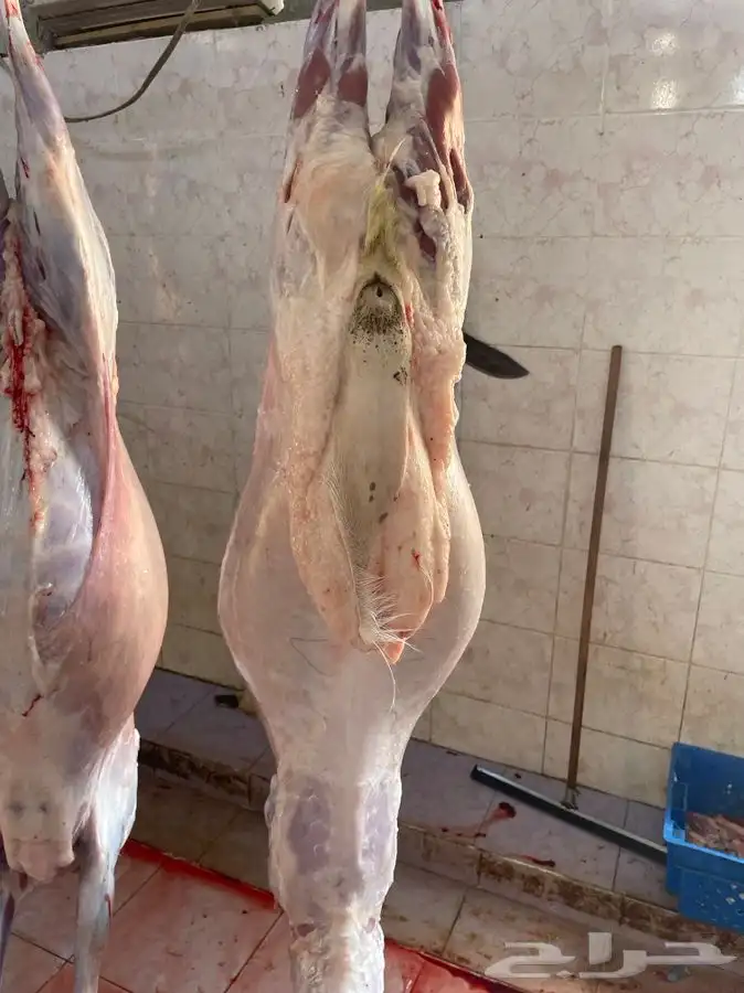 طليان طيب ونظيفه جدا مع الذبح والتوصيل 4