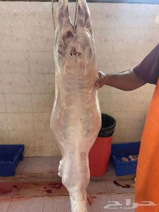 ذبايح وطلبات حريه شامل الذبح والطبخ والتوصيل 21