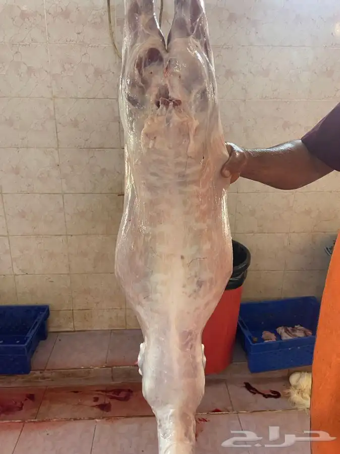 ذبايح وطلبات حريه شامل الذبح والطبخ والتوصيل 22