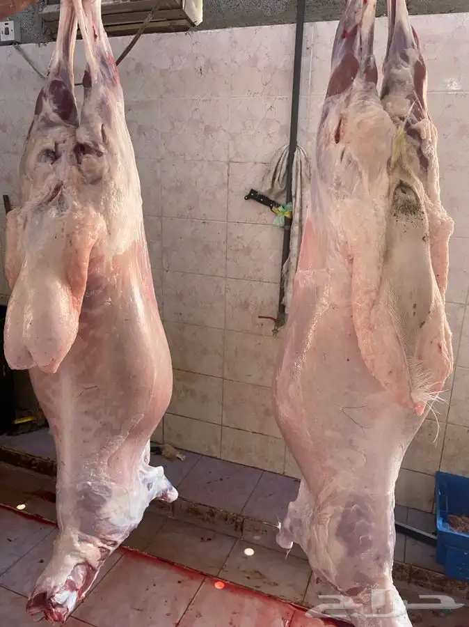 طليان طيب ونظيفه جدا مع الذبح والتوصيل 2