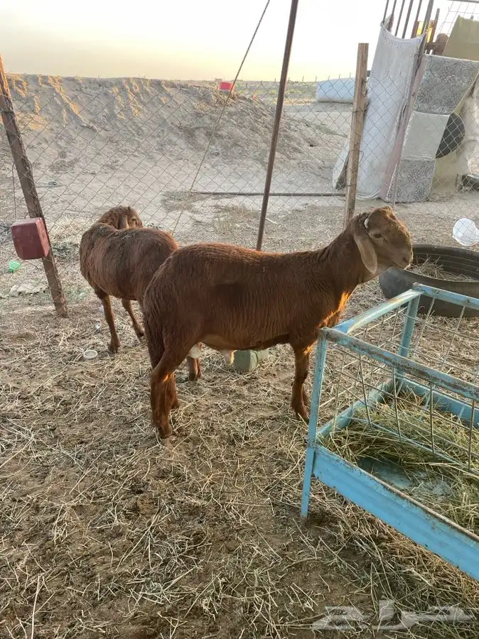 طليان وذبائح حريه طيبه و نظيفه ونضمن لك ذبيحتك 11