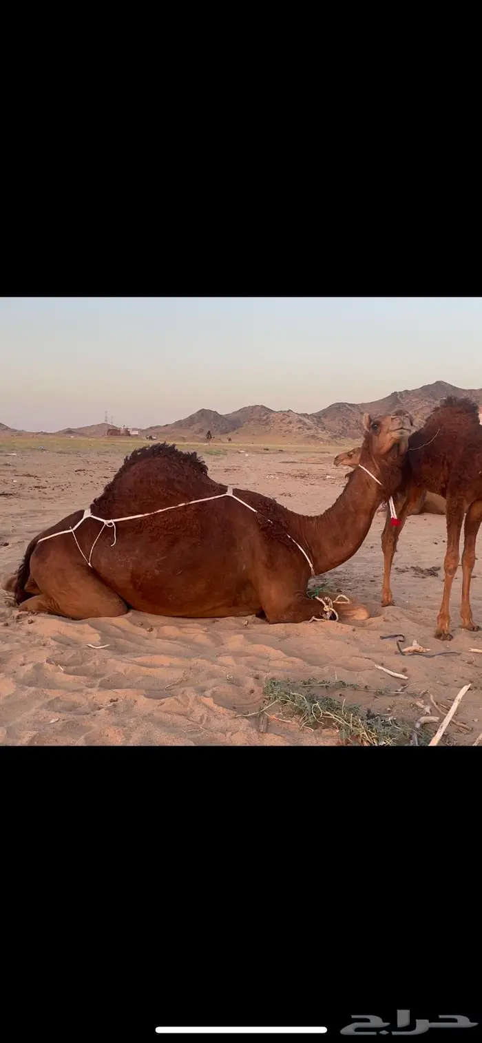 خلفه بكر اول ولده حمرا دم فرديه 0
