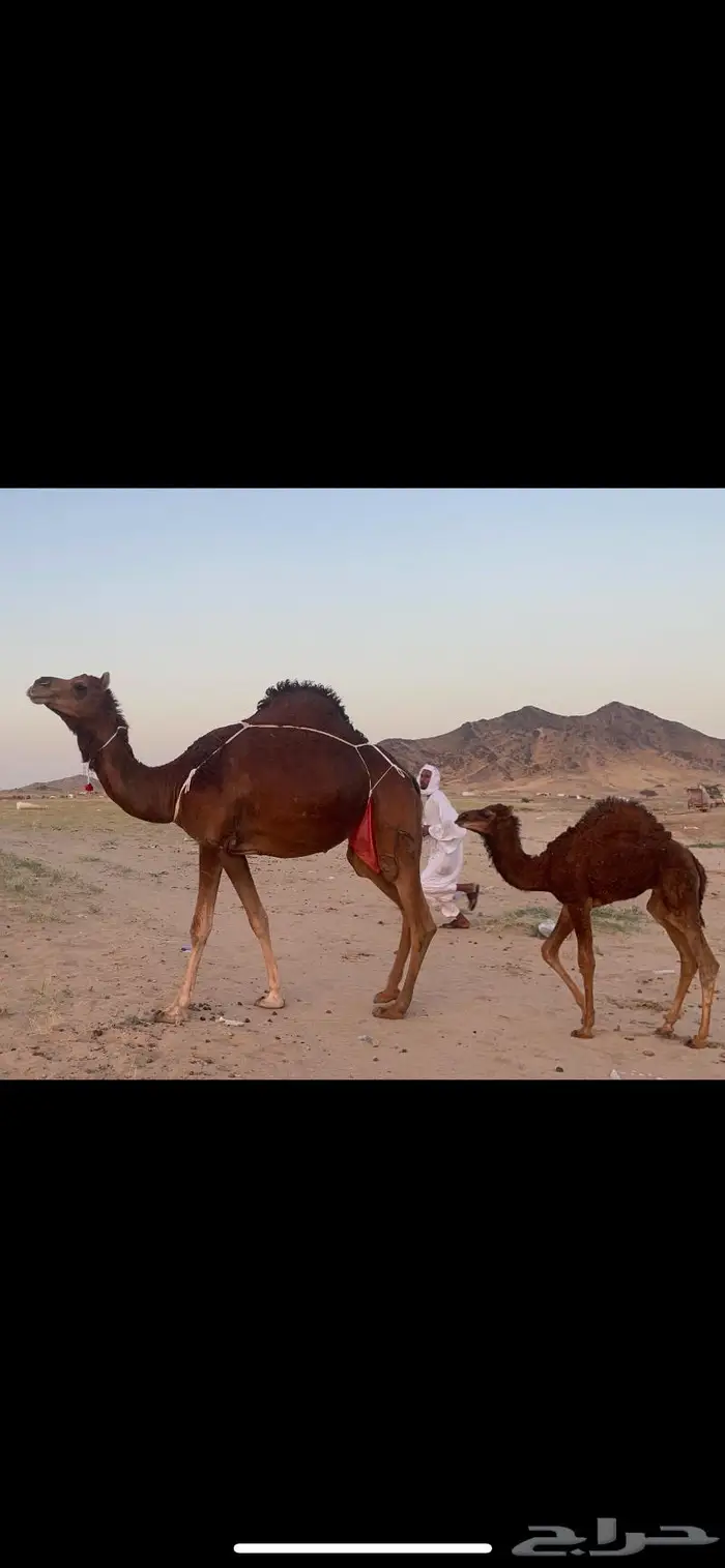 خلفه بكر اول ولده حمرا دم فرديه 6