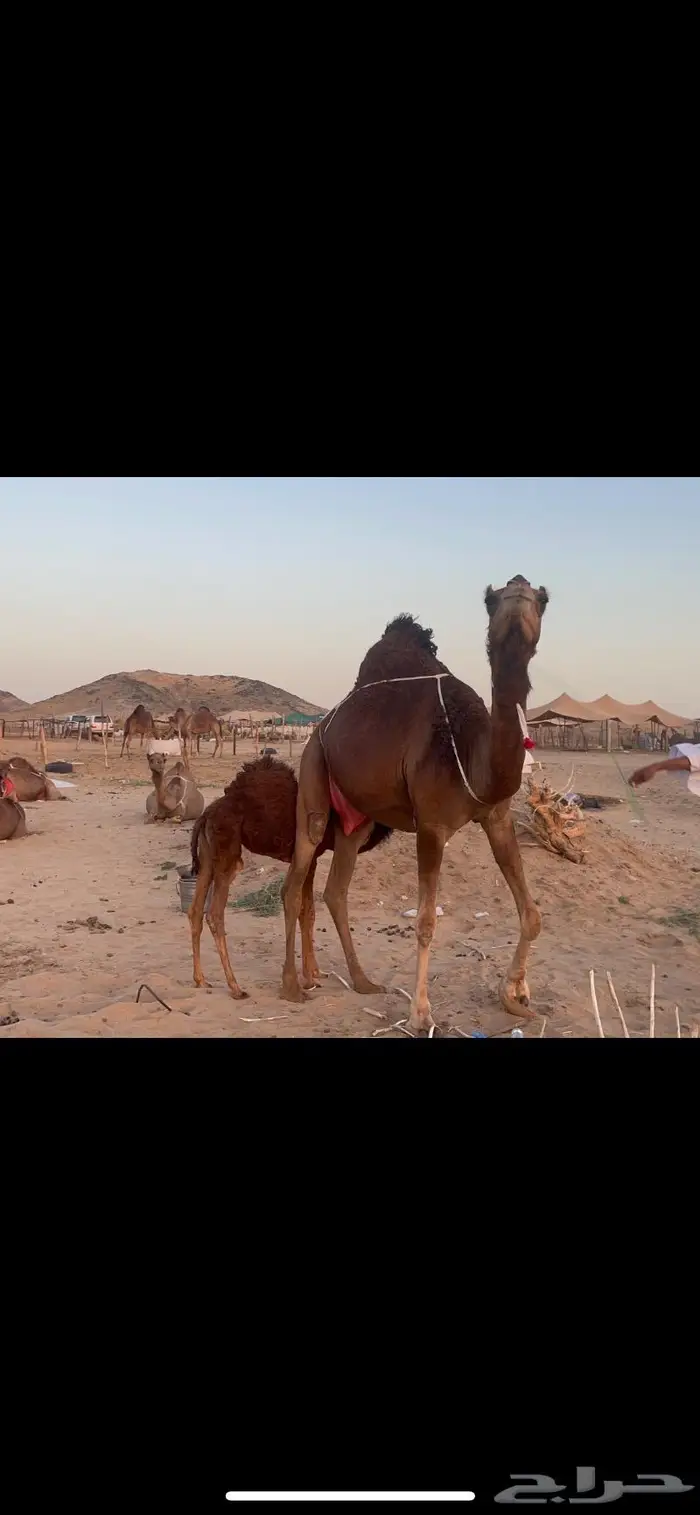 خلفه بكر اول ولده حمرا دم فرديه 7