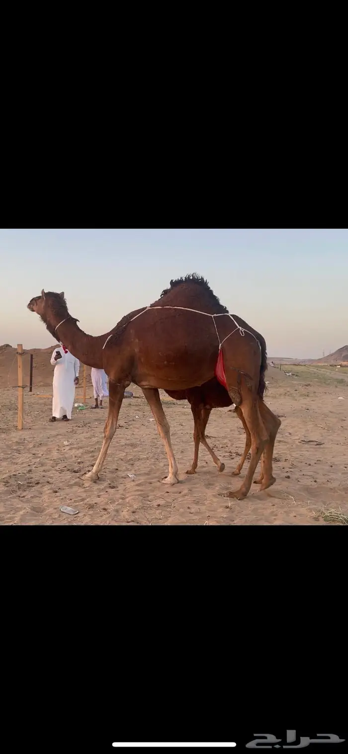 خلفه بكر اول ولده حمرا دم فرديه 8