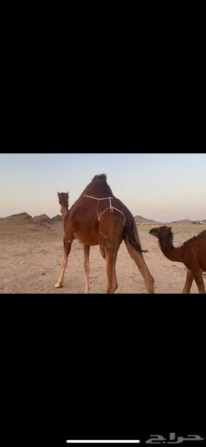 خلفه بكر اول ولده حمرا دم فرديه 9