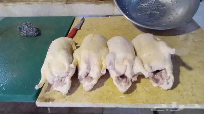 للبيع بط بكيني 1