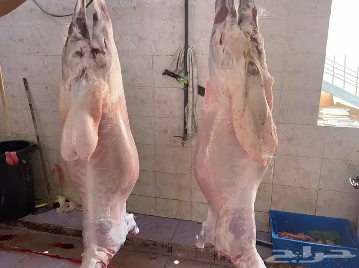 طليان طيب ونظيفه جدا مع الذبح والتوصيل 3