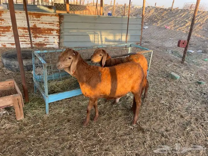 طليان وذبائح حريه طيبه و نظيفه ونضمن لك ذبيحتك 10