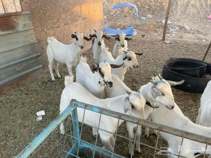 ذبايح وطلبات حريه شامل الذبح والطبخ والتوصيل 13