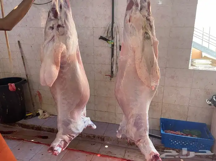 طليان طيب ونظيفه جدا مع الذبح والتوصيل 0