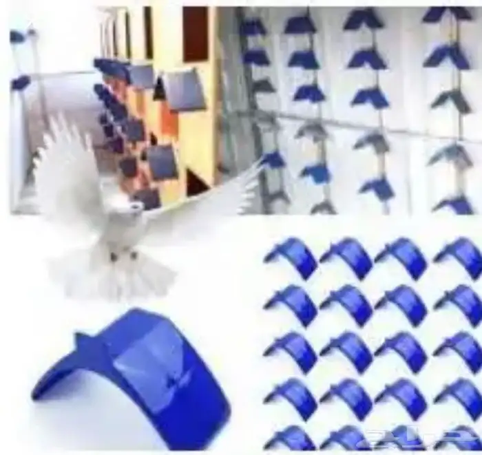 اكل طيور البادجي الروز الكناري الكروان 0