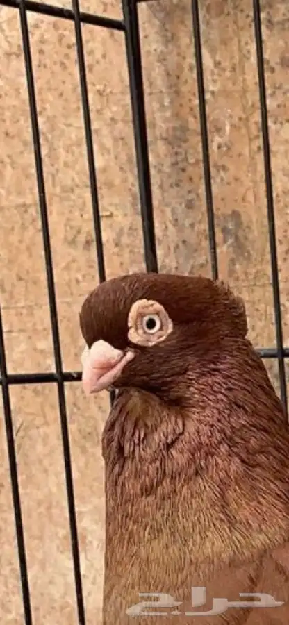 حمام صربي خوارج 3