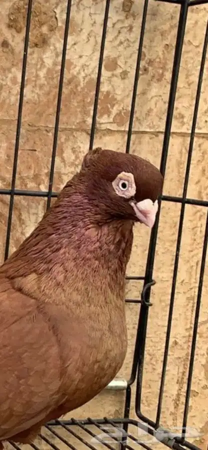 حمام صربي خوارج 2