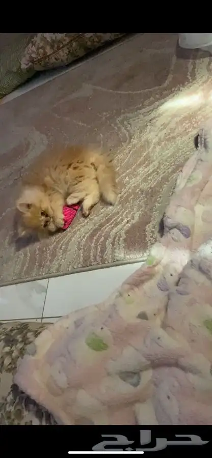 فندق قطط و طيور 5