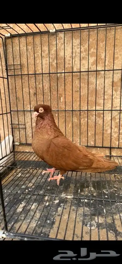 حمام صربي خوارج 4