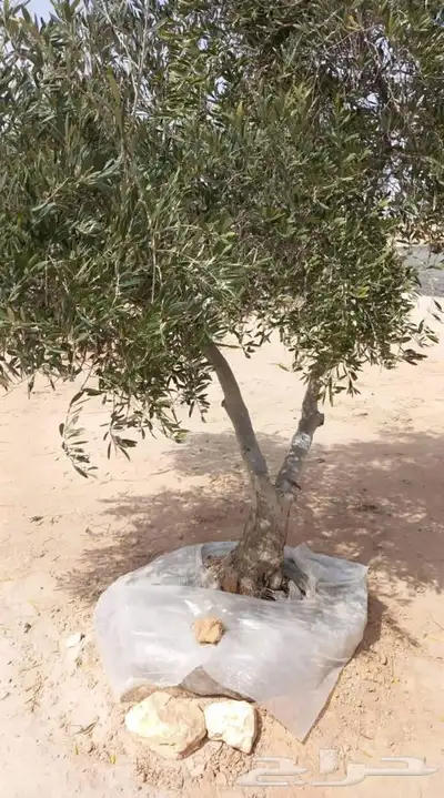 شتلات مشتل زراعي مشاتل الرياض تنسيق حدائق نباتات 6