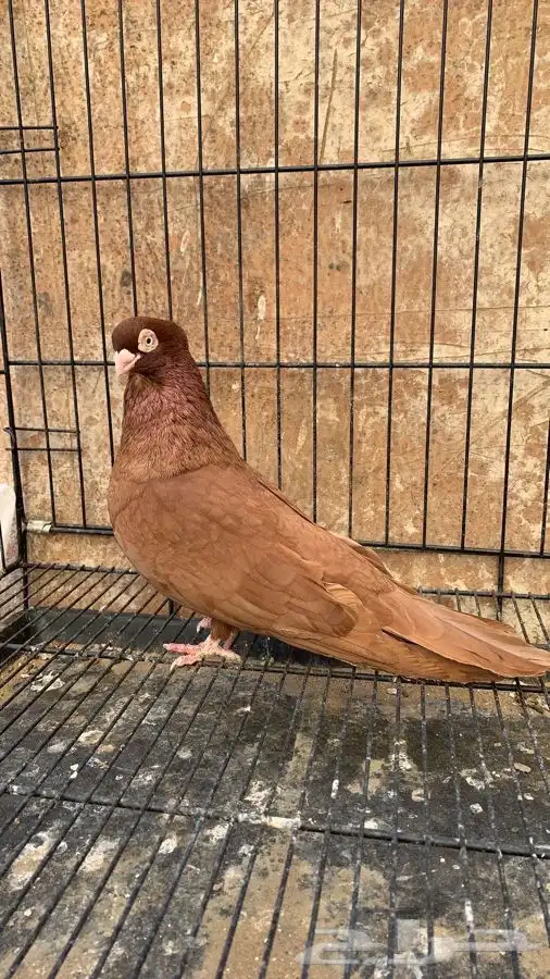 حمام صربي خوارج 8