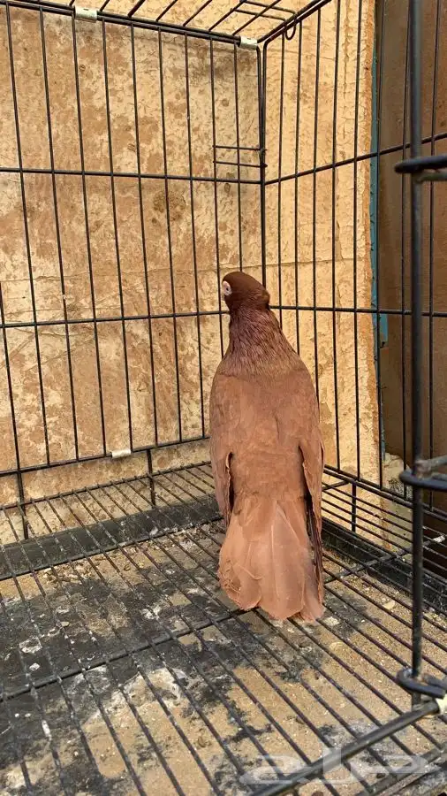 حمام صربي خوارج 1