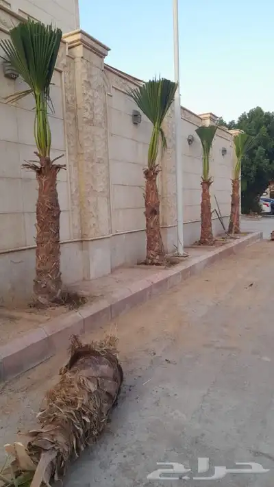 شتلات مشتل زراعي مشاتل الرياض تنسيق حدائق نباتات 42