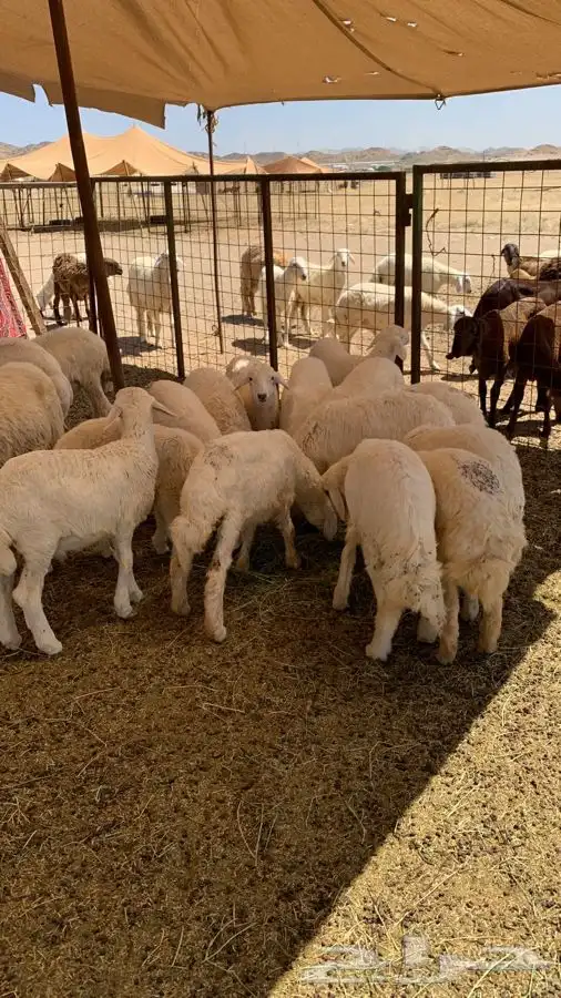 ذبيحتك لباب بيتك راجع التقييم 38