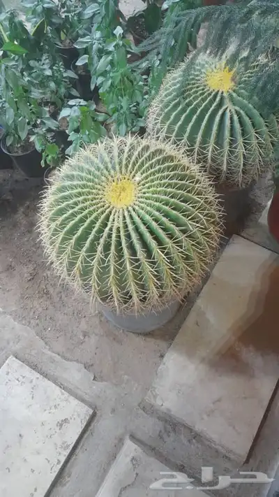 شتلات مشتل زراعي مشاتل الرياض تنسيق حدائق نباتات 20