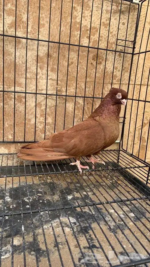 حمام صربي خوارج 7